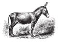 Donkey, vintage engraving