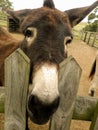 Donkey waiting for food Royalty Free Stock Photo