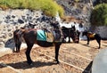 Donkey waiting for passengers