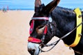 Donkey waiting for ride Royalty Free Stock Photo