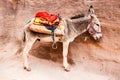 Donkey waiting for tourists in Petra, an Unesco World Heritage site in Jordan Royalty Free Stock Photo