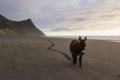 Donkey walking on the beach