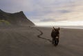 Donkey walking on the beach