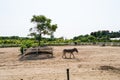 Donkey walking at the meadow