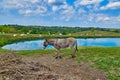 Donkey walking by a pond with goats in the background Royalty Free Stock Photo