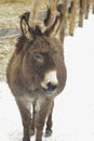 Donkey walking in the snow