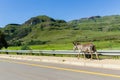 Donkey Walking Valley Road