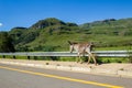 Donkey Walking Valley Road