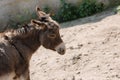 A donkey walks around the farm with its head down Royalty Free Stock Photo