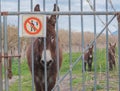 Mean cute donkey with warning sign.