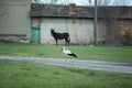 A donkey watching a stork on the road Royalty Free Stock Photo