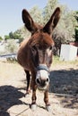 Donkey is watching you in Lindos Royalty Free Stock Photo