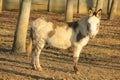 Donkey white and brown in the field