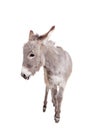 Donkey on white