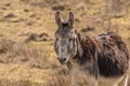 A Donkey in Wild Grassland, West of Ireland