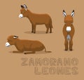 Donkey Zamorano-Leones Cartoon Vector Illustration