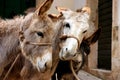 Donkeys Royalty Free Stock Photo