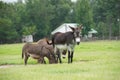 Donkeys Royalty Free Stock Photo