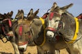Donkeys Royalty Free Stock Photo