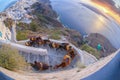 Donkeys against colorful sunset on Santorini island in Greece