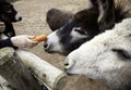 Donkeys on farm