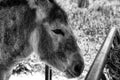 Donkeys on farm