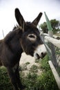 Donkeys on farm