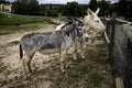 Donkeys on farm