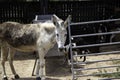 Donkeys on farm