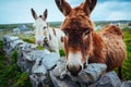Donkeys in Aran Islands, Ireland Royalty Free Stock Photo