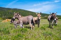 Donkeys in Asinara island in Sardinia, Italy Royalty Free Stock Photo