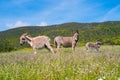 Donkeys in Asinara island in Sardinia, Italy Royalty Free Stock Photo