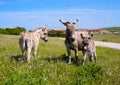 Donkeys in Asinara island in Sardinia, Italy Royalty Free Stock Photo