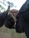 Donkeys being affectionate kissing telling secrets steady friends