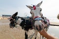 Donkeys on blackpool beach, donkey rides Royalty Free Stock Photo