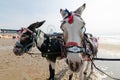 Donkeys on blackpool beach, donkey rides Royalty Free Stock Photo