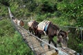 Donkeys on the bridge