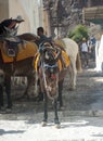 Donkeys resting waiting for tourists, santorini