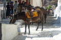 Donkeys resting waiting for tourists, santorini