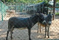 Donkeys in Bueng Chawak Chalermphrakiat Suphan Buri