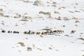 Donkeys carrying essential supplies up the snowy mountains in the Larke Pass of Manaslu Circuit Trek in the Himalayas, Nepal