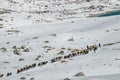 Donkeys carrying essential supplies up the snowy mountains in the Larke Pass of Manaslu Circuit Trek in the Himalayas, Nepal