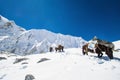 Donkeys carrying essential supplies up the snowy mountains in the Larke Pass of Manaslu Circuit Trek in the Himalayas, Nepal Royalty Free Stock Photo