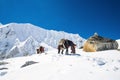 Donkeys carrying essential supplies up the snowy mountains in the Larke Pass of Manaslu Circuit Trek in the Himalayas, Nepal Royalty Free Stock Photo