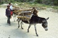 Donkeys carrying firewood on dirt road, Nicaragua