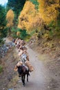 Donkeys carrying wood logs on the way to the Annapurna base camp. Donkey caravan in Nepal. Donkeys Himalaya.