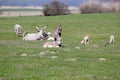 Donkeys cows and sheep Royalty Free Stock Photo