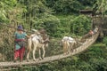 Donkeys cross the rope bridge in Anapurna Royalty Free Stock Photo