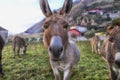 Donkeys Royalty Free Stock Photo