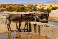 Donkeys drinking water from water trough. Tassili N\'Ajjer National Park. Illizi, Djanet, Algeria, Africa